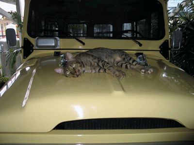 84 / 1984 Toyota Land Cruiser FJ40